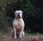 BOMBON de LULU'S KENNEL mâle bouledogue americain - Bouledogue Américain