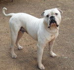 BOMBON de LULU'S KENNEL male bouledogue americain - Bouledogue Américain