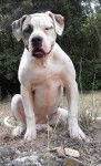 ERA des BULLY DE LA RIVIERA - Bouledogue Américain