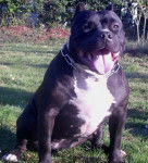 Blue Zion Black Panthére - Bouledogue Américain