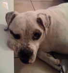 Mamba bouledogue Américain - Bouledogue Américain