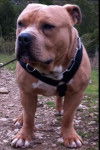 Iron, American Bully 13 mois - Bouledogue Américain (1 an et 1 mois)
