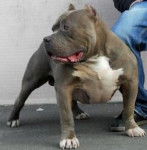 Bloody-Meth' Method - Bouledogue Américain