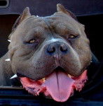 Bloody-Meth' Method gros plan - Bouledogue Américain