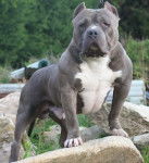 Bloody-Meth' Method, American Bully - Bouledogue Américain