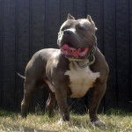 Bloody-Meth' Method - Bouledogue Américain