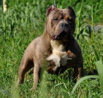 Bloody-Meth' Puzzo - Bouledogue Américain