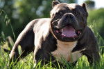 Bloody-Meth' Shabazz American Bully - Bouledogue Am&eacute;ricain