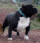 Intox - Bouledogue Américain