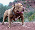 Kingston Bully Girls Bloodline - Bouledogue Américain