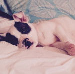 Koda - Bouledogue Américain (3 mois)