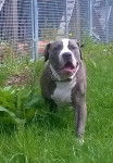 Paul (Tierheim) - Bouledogue Américain Mâle (6 mois)