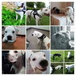 MEIKO - Bouledogue Américain Mâle (2 ans)