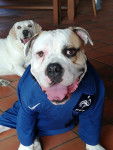 Nawak - Bouledogue Américain
