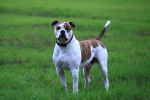Photo Bouledogue Américain
