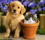 candy - Bouledogue Américain (1 an)