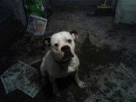 Lucky - Bouledogue Américain Femelle (3 ans)