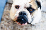 Photo Bouledogue Américain