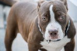 Photo Bouledogue Américain