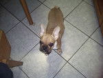 Fritzi - Bouledogue Américain Femelle (3 mois)