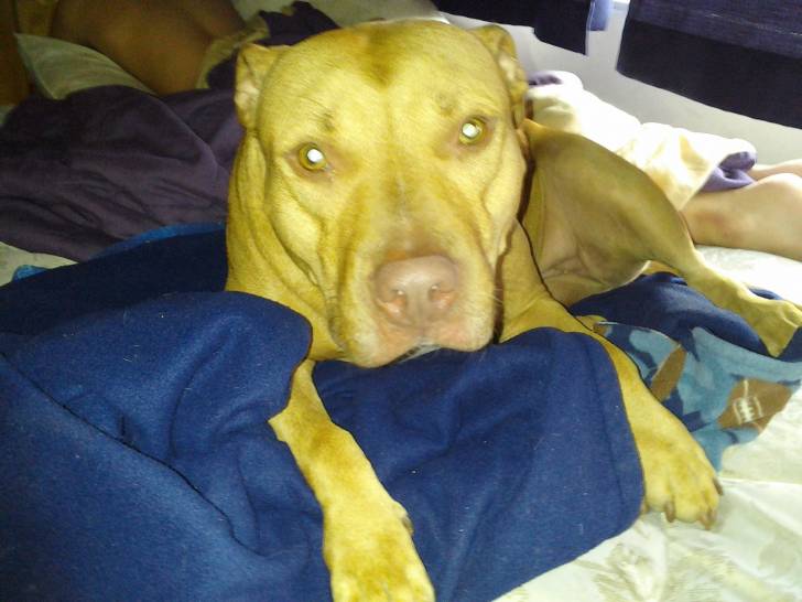 maple - Bouledogue Américain Femelle (2 ans)