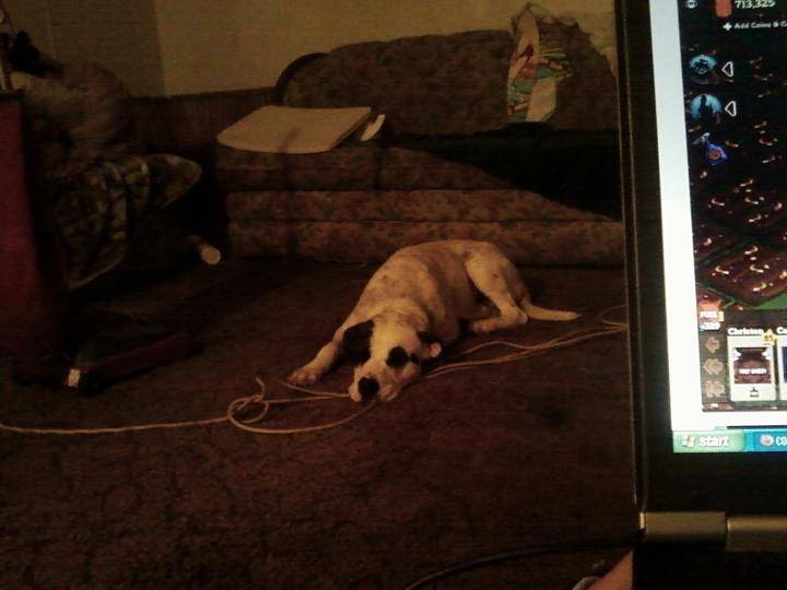 Max - Bouledogue Américain Mâle (2 ans)