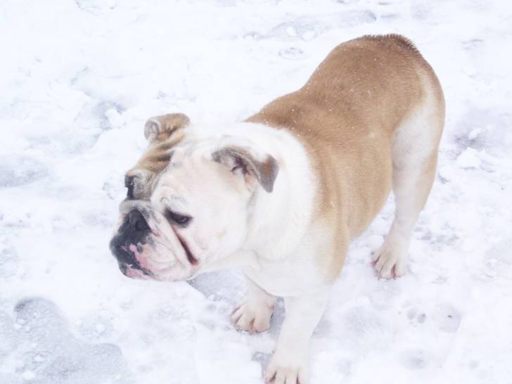 wanda tu me manque - Bouledogue Américain Femelle (4 ans)