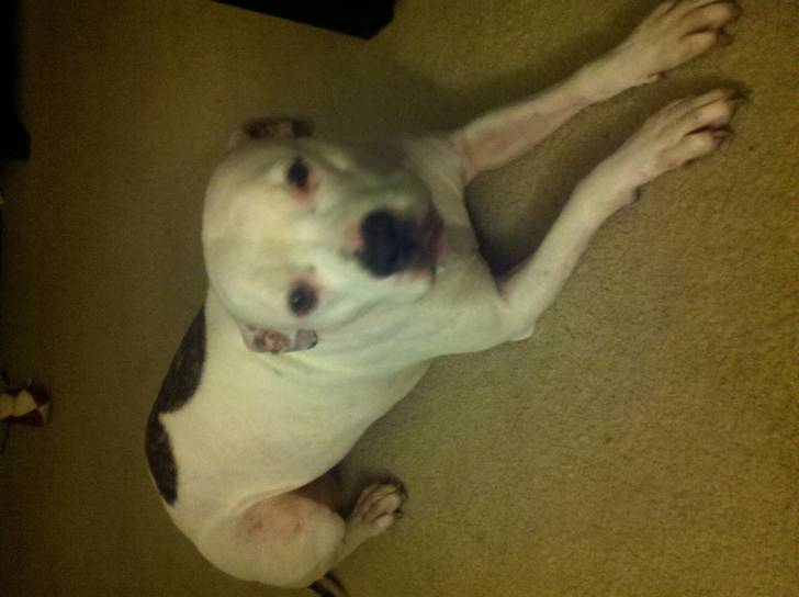 Sadie - Bouledogue Américain Femelle (13 ans)