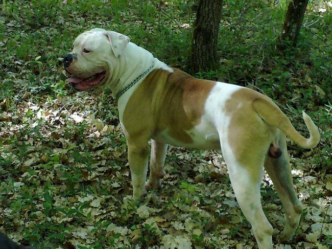 Meuh - Bouledogue Américain