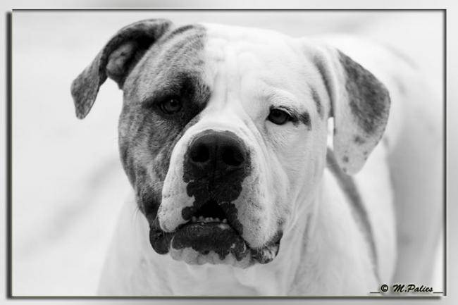 Era des Bully de la Riviera mâle - Bouledogue Américain