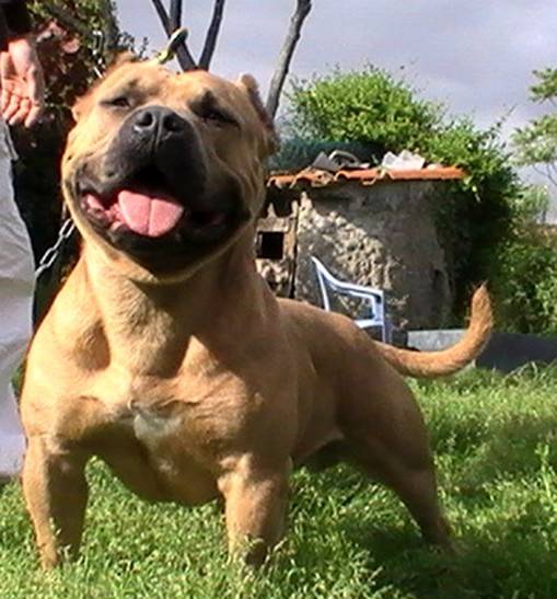 American Bully, Des Terres du Salagou - Bouledogue Américain