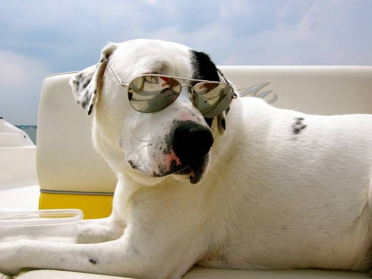 Le Bouledogue Américain