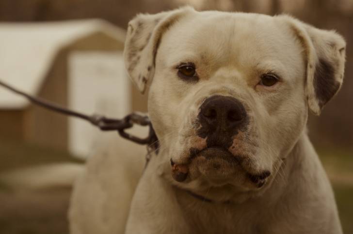 Photo Bouledogue Américain