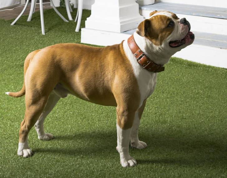 Photo Bouledogue Américain