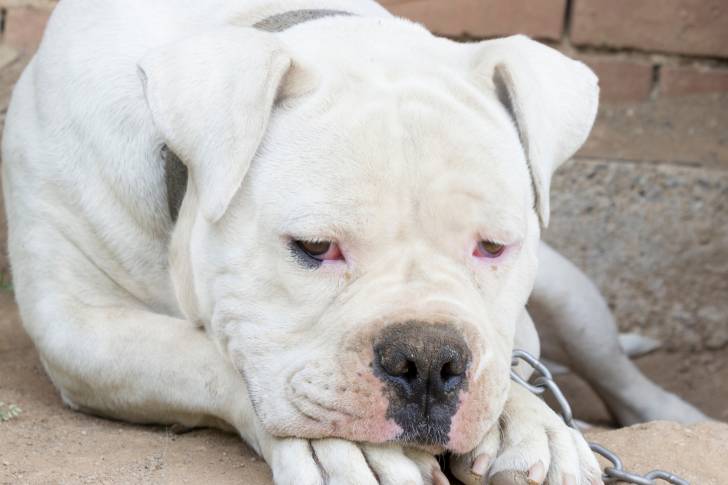 Un Bouledogue Américain blanc
