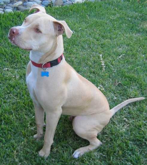 Jake - Bouledogue Américain Mâle (2 mois)