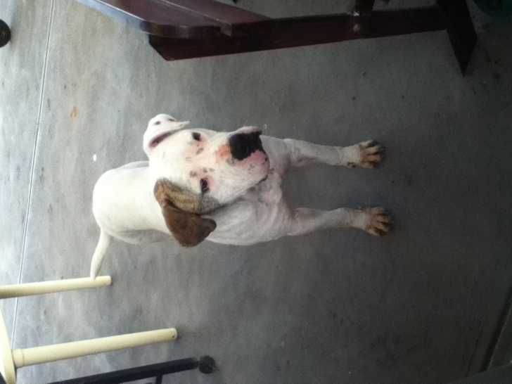 Winston - Bouledogue Américain Mâle (2 ans)