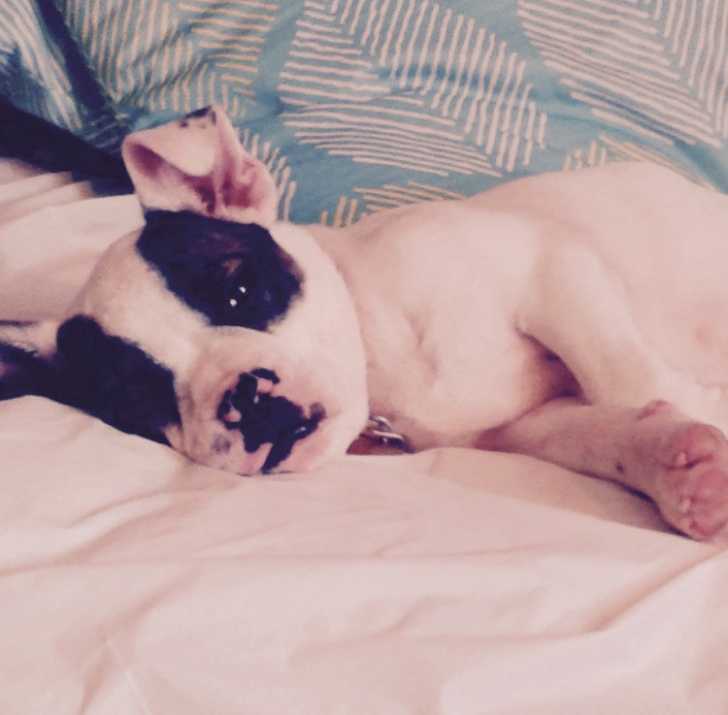 Koda - Bouledogue Américain Femelle (3 mois)