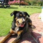 Butch ^-^ - Bouvier d'Appenzell Mâle (7 ans)