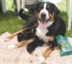 Bouvier d'Appenzell - Bouvier d'Appenzell