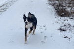 Un Bouvier d’Appenzell courant sur une surface enneigée 