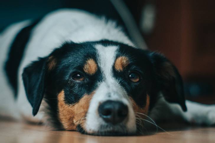 Photo Bouvier d'Appenzell