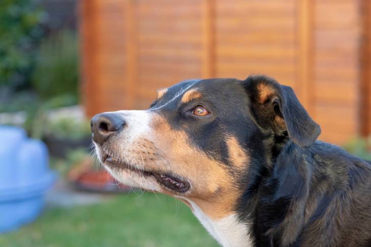 Photo Bouvier d'Appenzell