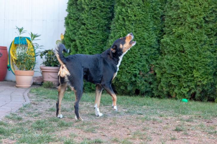 Photo Bouvier d'Appenzell