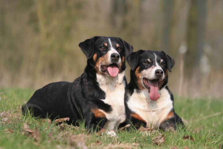 Deux Bouviers d'Appenzell allongés côte à côte dans l'herbe