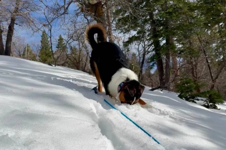 Un Bouvier d’Appenzell sur une surface enneigée et qui est tenu en laisse 