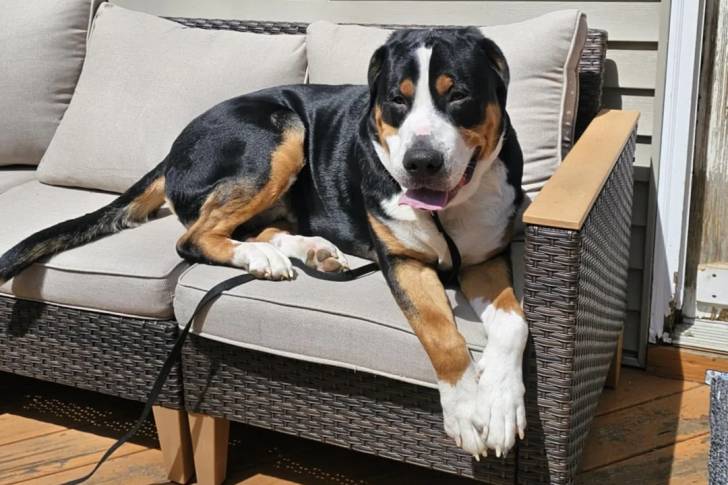 Un Bouvier d’Appenzell allongé sur un canapé et qui est tenu en laisse