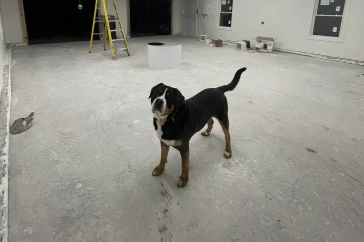 Un Bouvier d’Appenzell sur une surface bétonnée