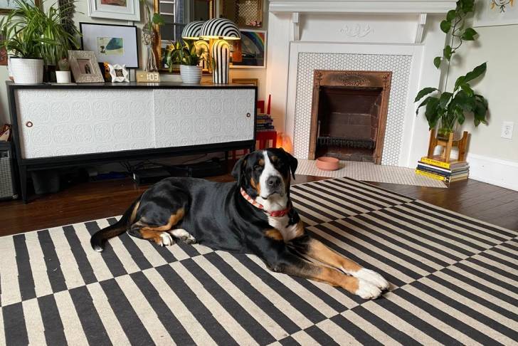 Un Bouvier d’Appenzell allongé sur un tapis et portant un collier autour du cou