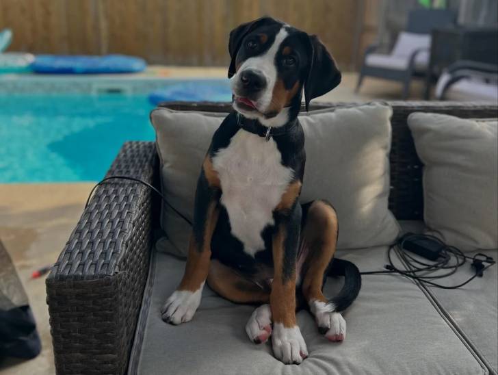 Un Bouvier d’Appenzell assis sur un canapé et qui est tenu en laisse